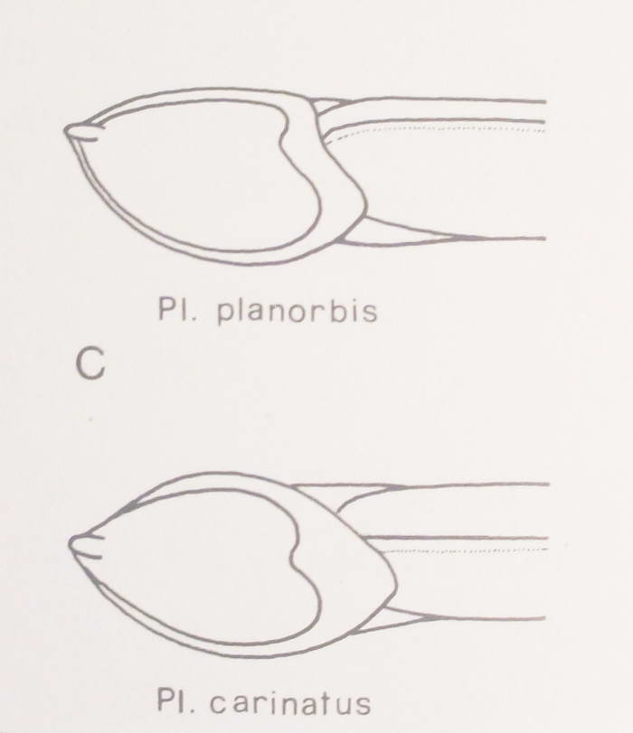 Planorbis planorbis (Linnaeus, 1758)